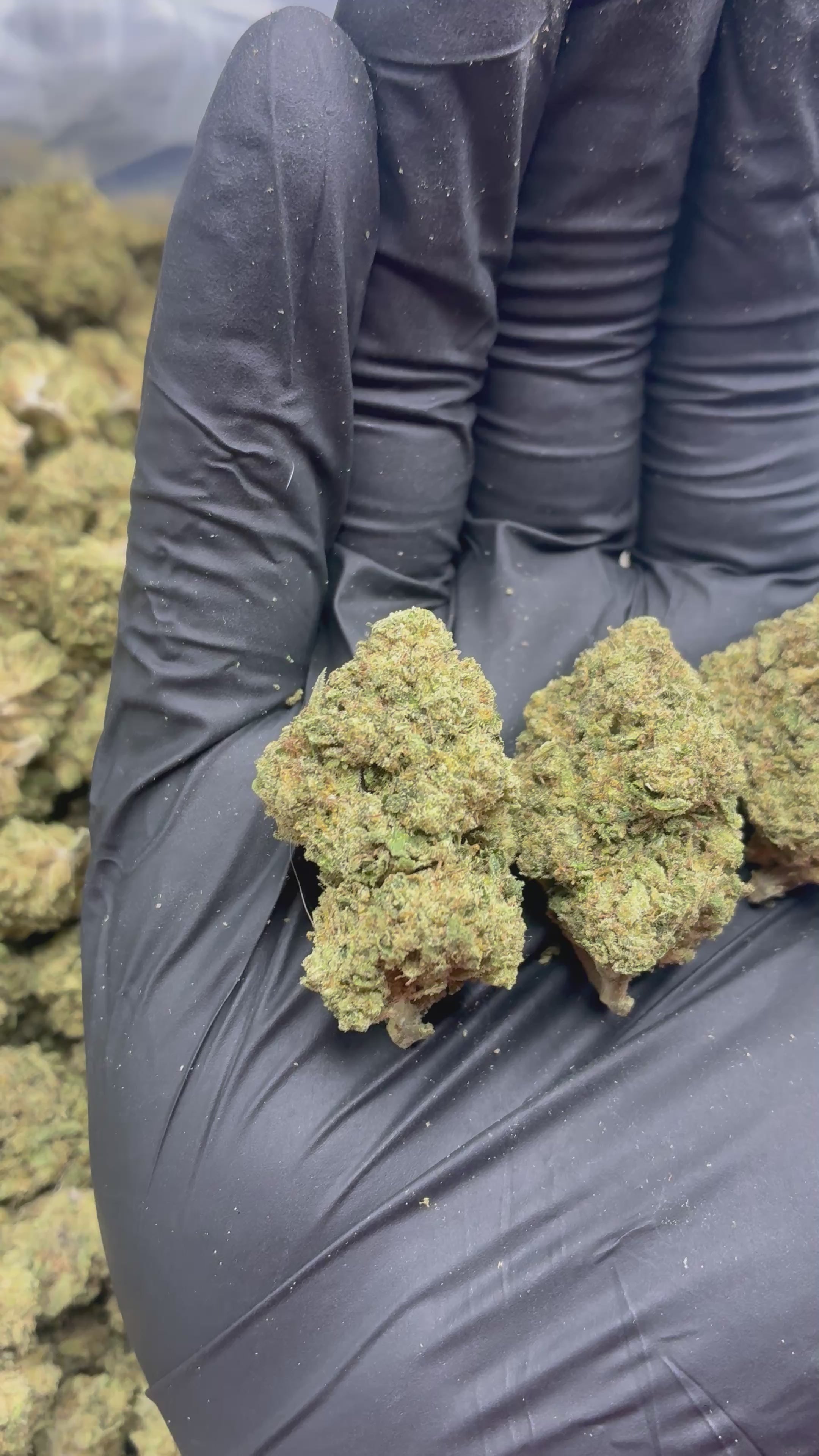 Cali Tonic